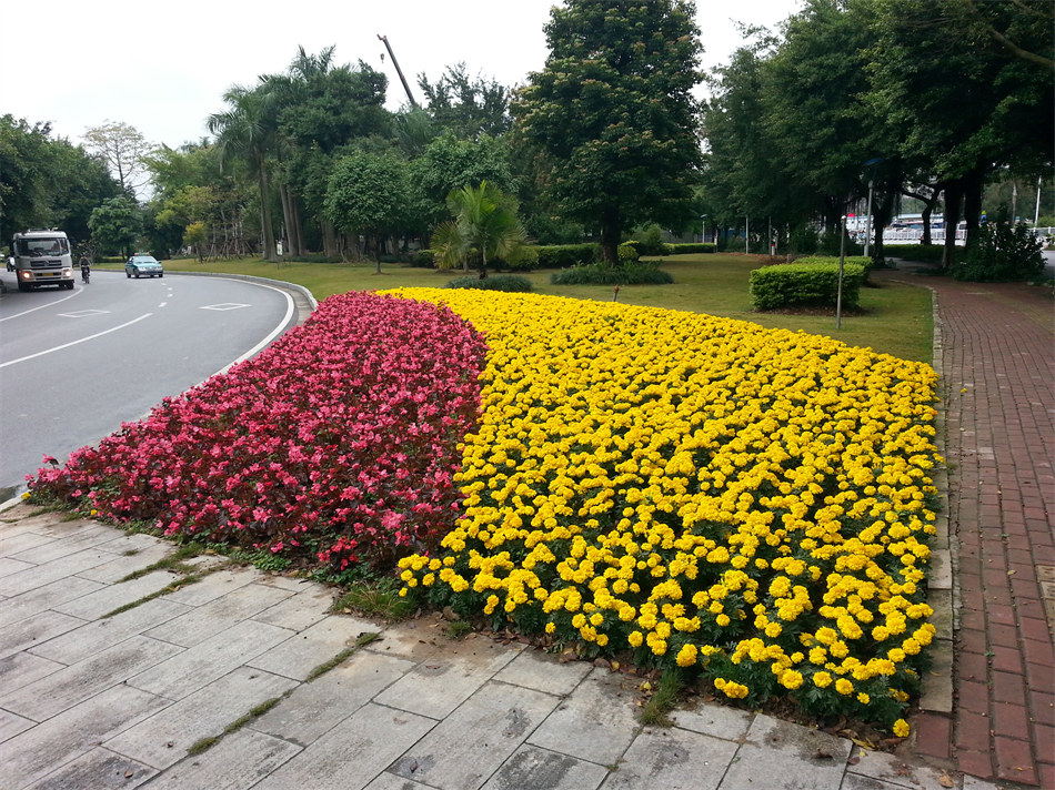 某城市大道鮮花下地